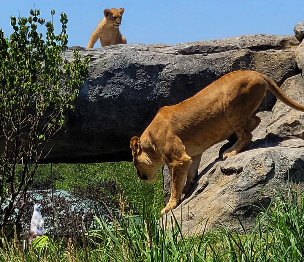 Photo editing of a lioness with her cub looking at a meerkat in a picture frame