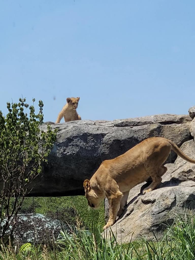 Photo of a lioness and her cub on a rock formation and green grass with trees